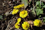 41 Il giallo primaverile in esplosione